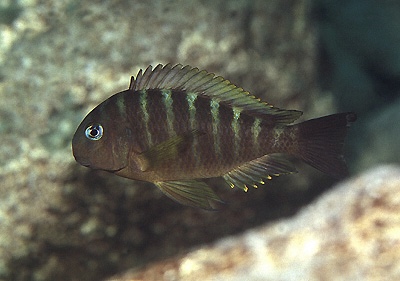 Tropheus sp. 'kipili' Nkondwe Island